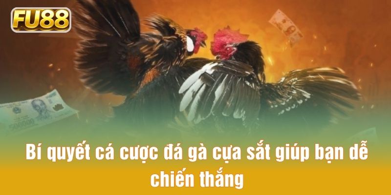 Bí quyết cá cược đá gà cựa sắt giúp bạn dễ chiến thắng
