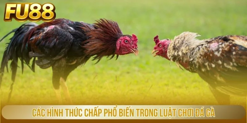 Các hình thức chấp phổ biến trong luật chơi đá gà