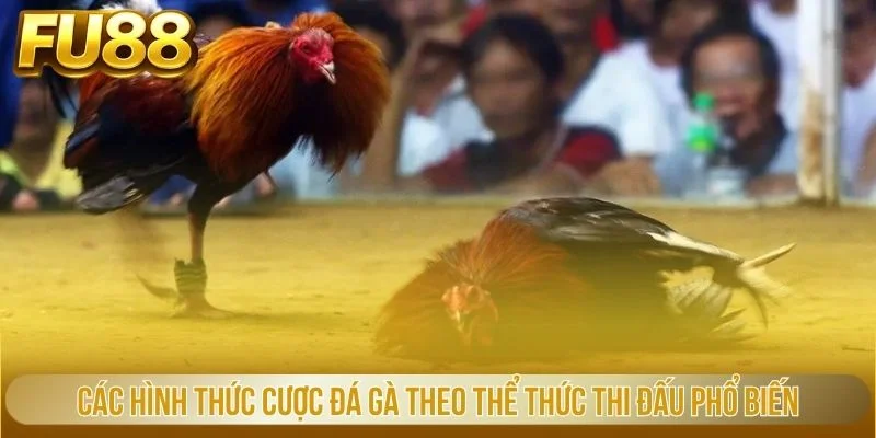 Các hình thức cược đá gà theo thể thức thi đấu phổ biến