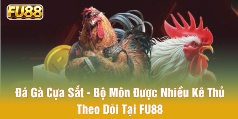 đá gà cựa sắt bộ môn được nhiều kê thủ theo dõi tại fu88