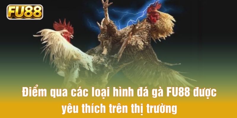 Điểm qua các loại hình đá gà FU88 được yêu thích trên thị trường