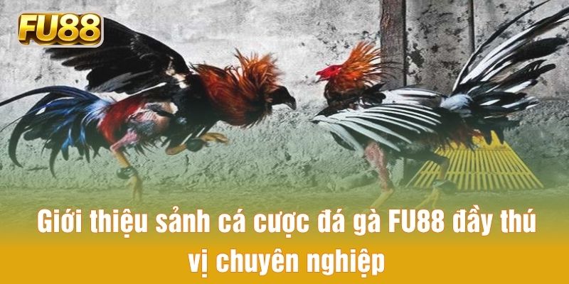 Giới thiệu sảnh cá cược đá gà FU88 đầy thú vị chuyên nghiệp
