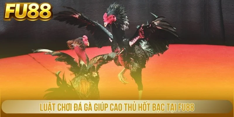 luật chơi đá gà giúp cao thủ hốt bạc tại fu88