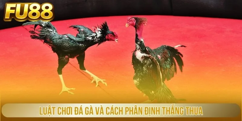 Luật chơi đá gà và cách phân định thắng thua