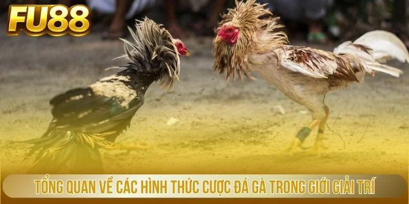 Tổng quan về các hình thức cược đá gà trong giới giải trí